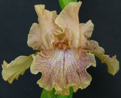 Coffee Breakfast IMG_9312 vyrez9